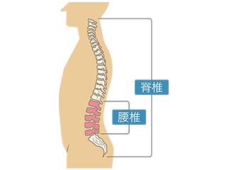 腰椎 脊椎